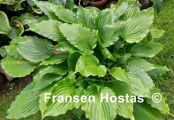 Hosta Stimulation